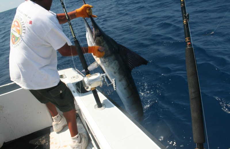 Pesca de Altura en Mazatlán Marlin y Vela